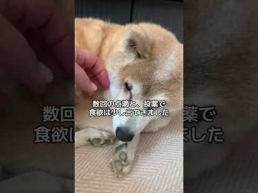 15歳柴犬いちご、最近不調でした。#柴犬 ナレーションは主の声で生成したAI音声です