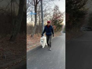 Alain アラン #greatpyrenees #todaysrunrun #グレートピレニーズ #今日のルンルン