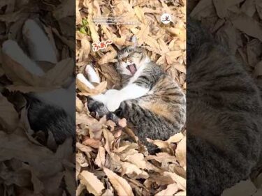 落ち葉の上で寝てる猫を見つけました｜PECO