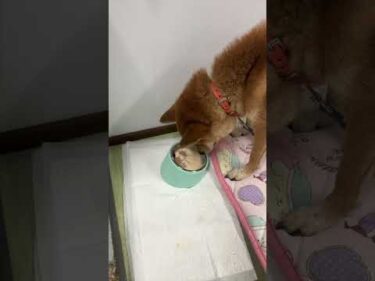 【約束】またどこかで会おうね！ありがとう巧くん　#リンパ腫　#柴犬 　#保護犬