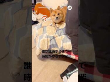 思ったよりも時間がかかって可愛い｜PECO