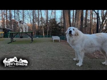 気分じゃなければ遊びを拒否するベルと深追いはしないリリーです　Great Pyrenees　グレートピレニーズ