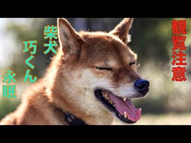 【観覧注意】さらば友よ！※この動画内には亡くなった愛犬の映像が含まれています