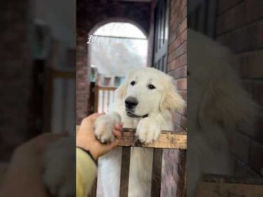 Lily リリー #greatpyrenees #todaysrunrun #グレートピレニーズ #今日のルンルン