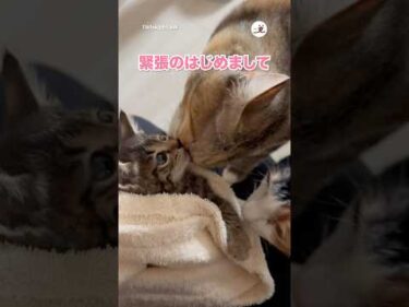 ドキドキのご挨拶🐱｜PECO