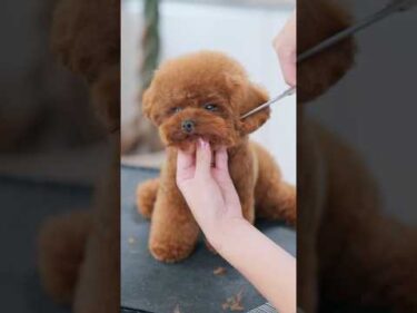 ぬいぐるみすぎるトイプーをヘアカットしたら✂️ #子犬 #犬のいる暮らし #癒し