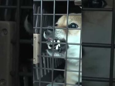 永遠のヒーロー #柴犬 #保護犬 #噛み犬