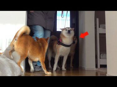 ママを救いに来た長女の登場で‥柴犬ハチ、涙目に。