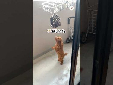 頑張って背伸びをするトイプー｜PECO