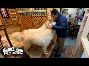 グッスリ眠っていて…寝ぼけて出迎えをしたアランです　Great Pyrenees　グレートピレニーズ