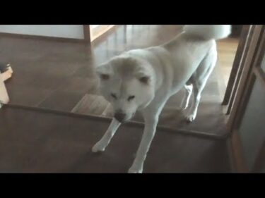 秋田犬ゆうき】毎日毎日雨の日も風の日も欠かせないお散歩だけど嬉しさは毎回バクハツ！する【akita dog】