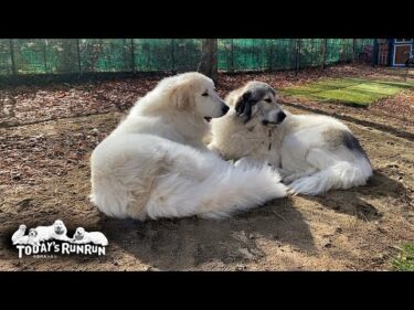 いつも一緒の仲良しさんなベルとリリーです　Great Pyrenees　グレートピレニーズ