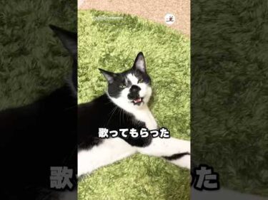 しゃーなし感満載猫｜PECO