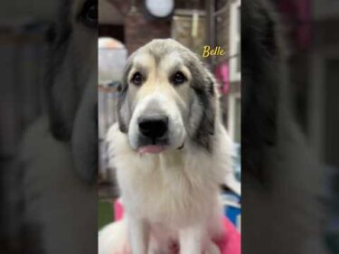 Belle ベル #greatpyrenees #todaysrunrun #グレートピレニーズ #今日のルンルン