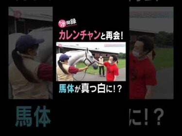 真っ白なカレンチャンと再会！ #謙聞録 #netkeiba で配信中 #池添謙一 #カレンチャン