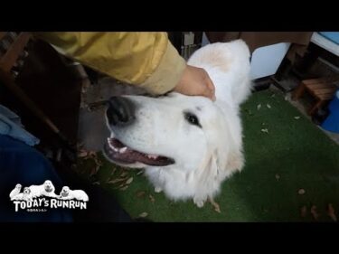 リモコンを壊したけど…完全には壊さなかったお利口なリリーです　Great Pyrenees　グレートピレニーズ