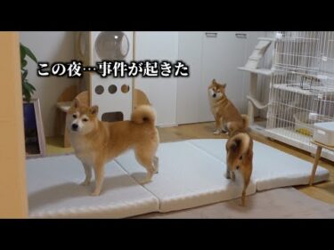 実家の柴犬とお泊まり会で賑やかすぎた夜に…“予期せぬ出来事”