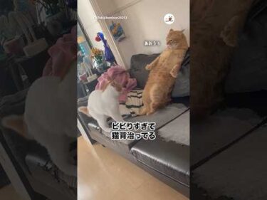 猫背がぴーん｜PECO