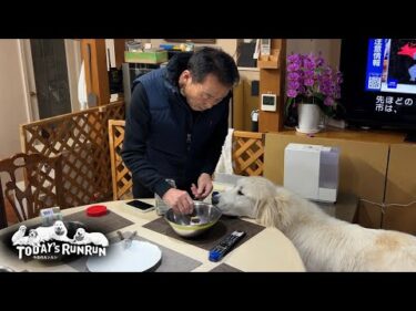 お父さんの誕生日でケーキを食べたアランとベルとリリーです　Great Pyrenees　グレートピレニーズ