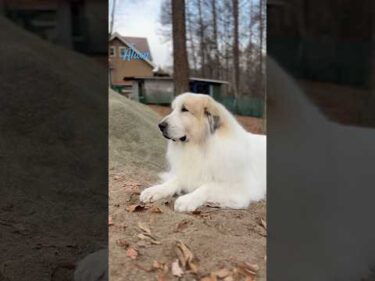 Alain アラン #greatpyrenees #todaysrunrun #グレートピレニーズ #今日のルンルン