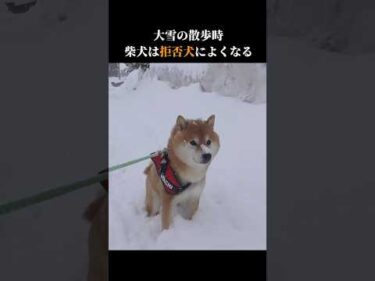 柴犬は大雪になると拒否犬になりやすい！？ #shibainu #大雪 #犬のいる生活