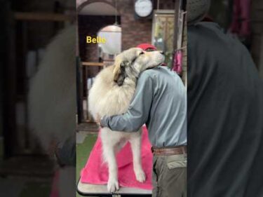 Belle ベル #greatpyrenees #todaysrunrun #グレートピレニーズ #今日のルンルン