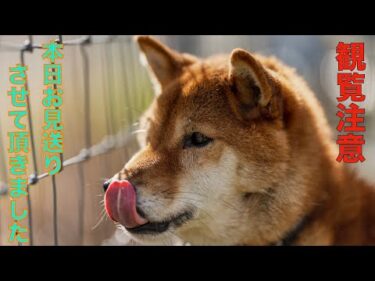 【観覧注意】送って来ました　※この動画内には亡くなった愛犬の映像が含まれています