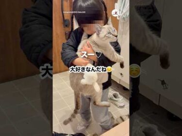 帰ってきた女の子にしがみつく猫｜PECO