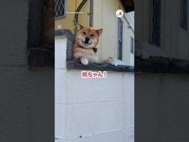 お出迎えをしてくれる桃子ちゃんと小梅ちゃん｜PECO