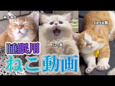 【睡眠導入】ねこ動画で入眠😪💤｜PECO