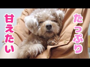 最近甘えん坊になった愛犬をさらに甘やかす方法を発見しました！