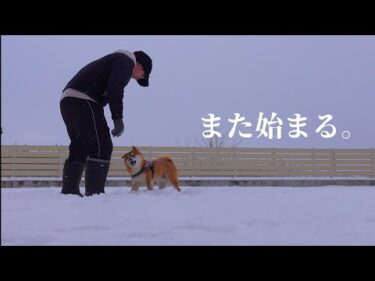 雪の日だけ見られる柴犬の特別な姿（後半地震に関して）