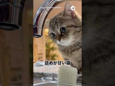 捕まえたいけど…｜PECO