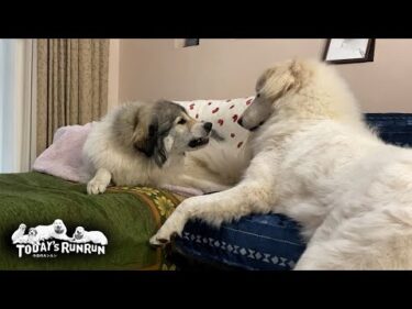 リリーのウザ絡みに耐えきれず…返り討ちにしてやったベルです　Great Pyrenees　グレートピレニーズ