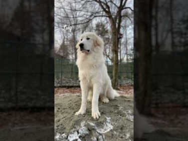 Lily リリー #greatpyrenees #todaysrunrun #グレートピレニーズ #今日のルンルン