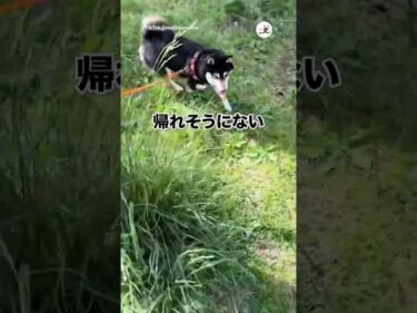 憎めないこの笑顔｜PECO