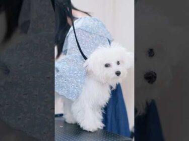 【動画全編は⬆️】白熊みたいなビションの子犬をトリミングしたら✂️ #子犬 #犬のいる暮らし #癒し