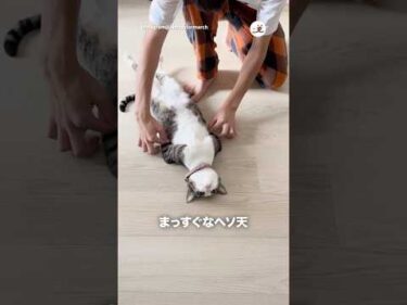 まっすぐすぎる！！｜PECO