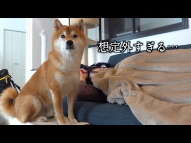 ママが動けない日に限って…柴犬ハチ家が大変なことに。