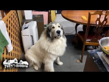 あっという間にご飯を食べるベルとのんびり味わうアランとリリーです　Great Pyrenees　グレートピレニーズ