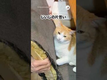 じいじと猫｜PECO