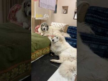 Belle Lily #greatpyrenees #todaysrunrun #グレートピレニーズ #今日のルンルン