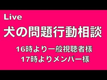 ライブで質問 犬の躾と問題行動（16時より一般視聴者様17時よりメンバー様）
