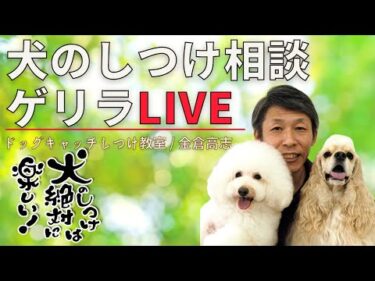 【12/15 10:45~】犬のしつけ相談ライブ☆ゲリラライブ
