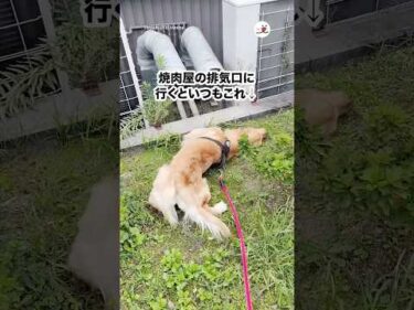 焼肉屋の排気口で匂いをつけるのが日課の子｜PECO