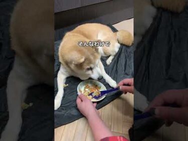 15歳柴犬いちご。食欲は少しだけ。ウェットとカリカリ混ぜたらウェットしか食べない。#柴犬