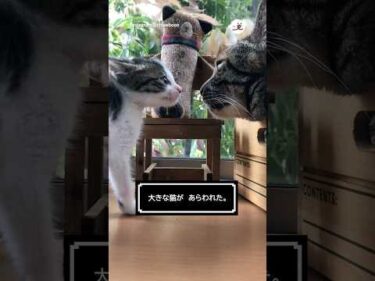 立ち向かう子猫🐱｜PECO