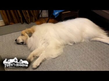 シャンプーで真っ白になったけど少しお疲れのアランです　Great Pyrenees　グレートピレニーズ