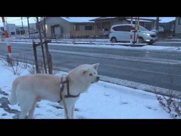 【秋田犬ゆうき】あまりにも寒くてお散歩を早く終わらせたい日に限ってのらりくらりと外で居続ける【akita dog】