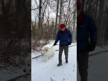 Alain アラン #greatpyrenees #todaysrunrun #グレートピレニーズ #今日のルンルン